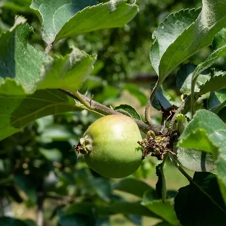 Organic Creek Garden Deluxe